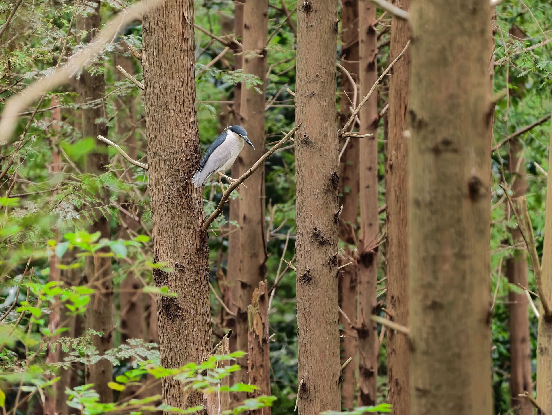 Vivo X500 Pro Max and G2 Ultra 4.7x teleconverter sample gallery: large bird perched in a tree in a nature reserve outside of Shanghai, China