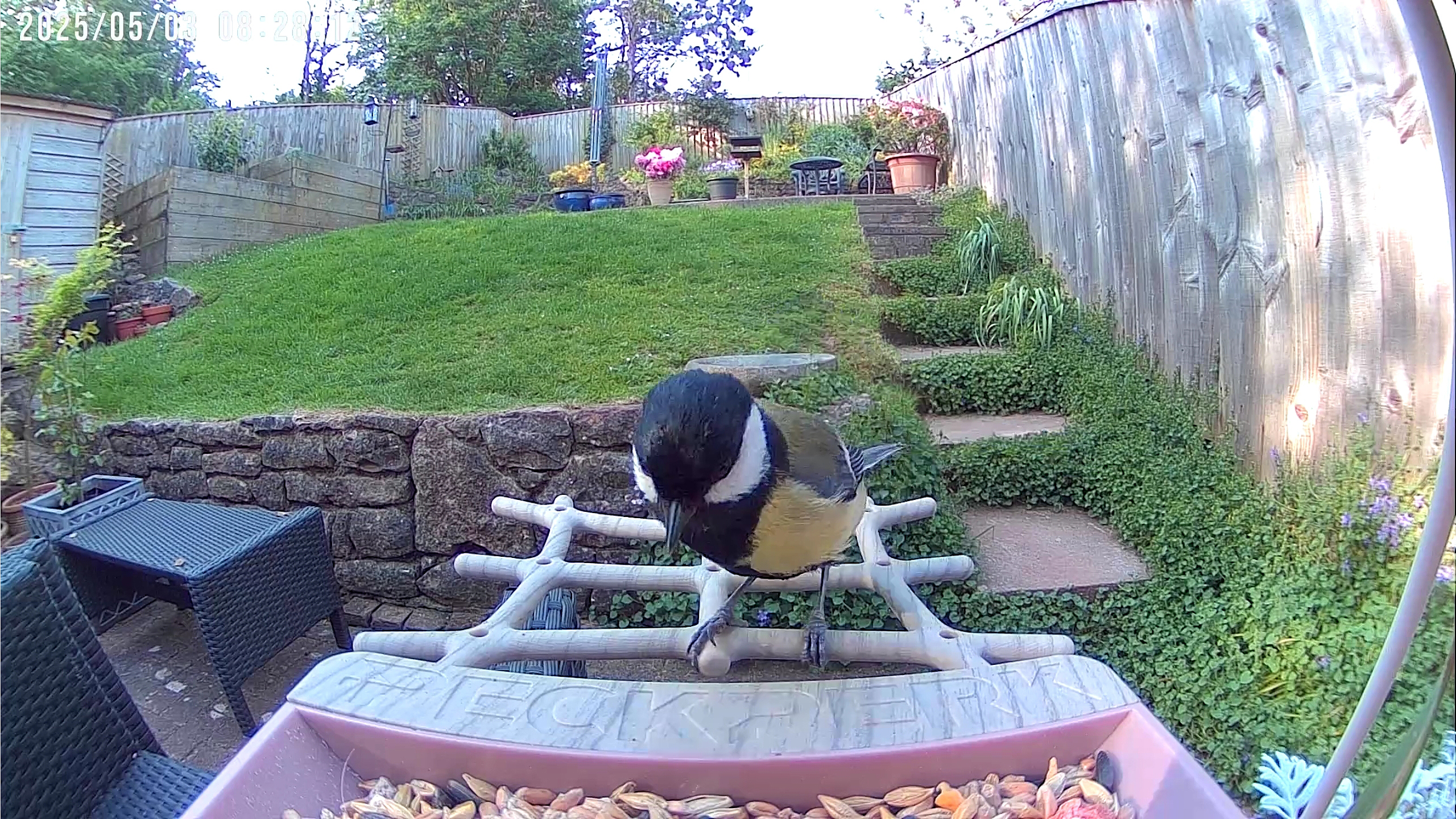 PeckPerk bird camera review
