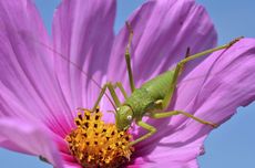 Close Up Of Green Insect On Pink Cosmos Flower