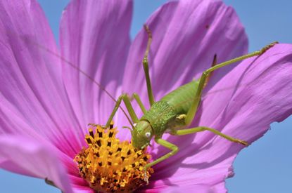 Close Up Of Green Insect On Pink Cosmos Flower