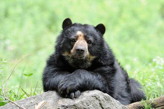 andean bears