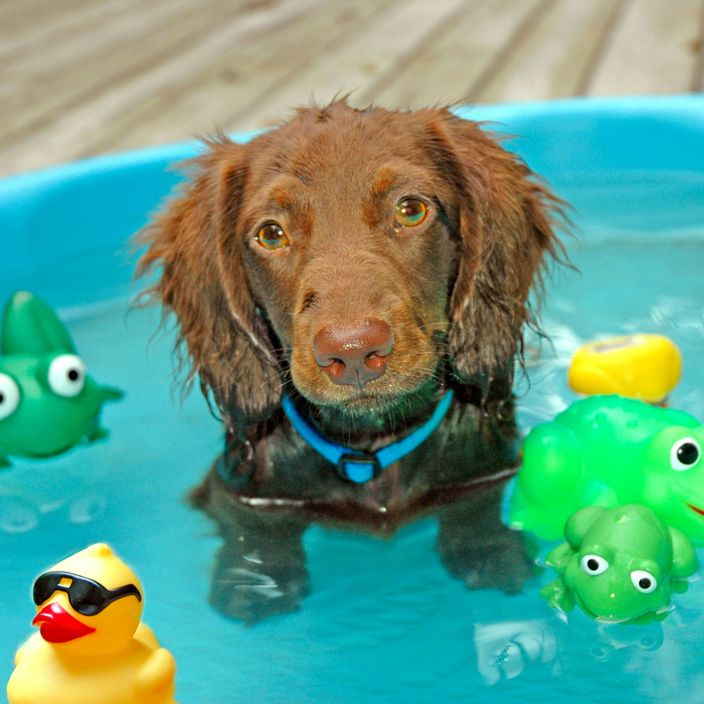 Brown dog sitting in a paddling pool with water and rubber duck and frog toys