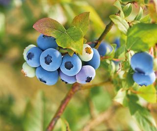 Fruits on a blueberry bush