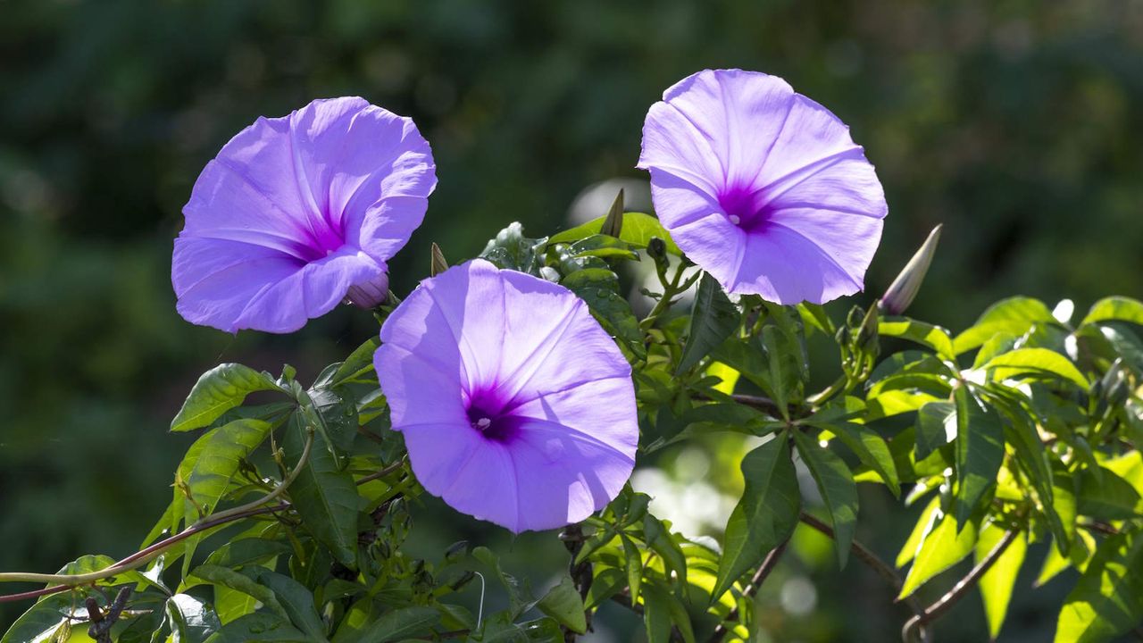 Purple morning glory flowers blooming in sunshine