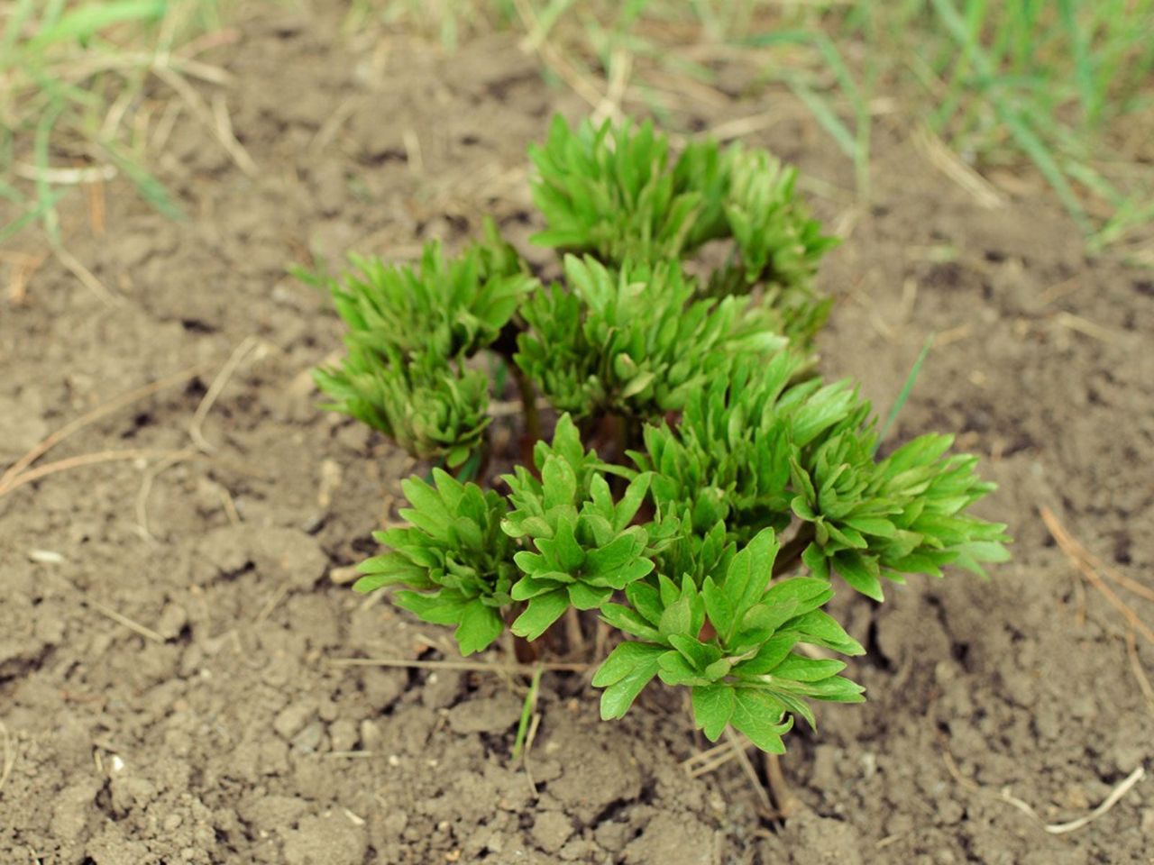 Small Peony Bush