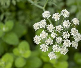 Anisum pimpinella flower close up