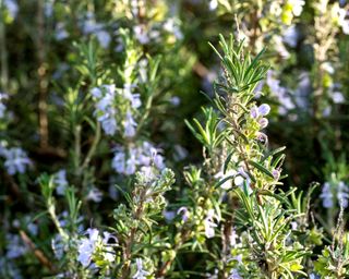 Rosemary blooming in full sun