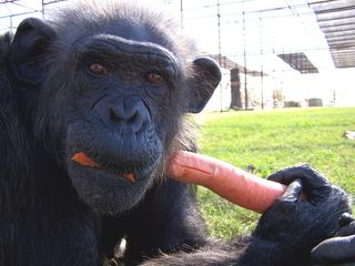 Kitty the Chimp eating a carrot