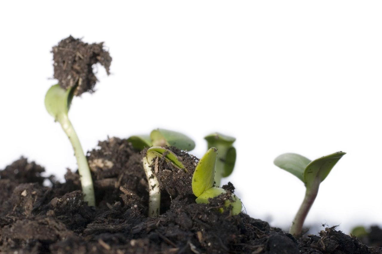 Vegetable Sprouts Popping Up From Compost Pile