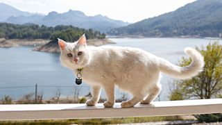 Turkish Angora