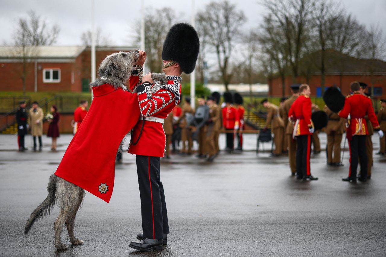 An Irish Wolfhound wearing a red ceremonial coat stands on its hind legs, placing its front paws affectionately on a Guardsman dressed in full regimental uniform, including a bearskin hat. The pair are surrounded by other soldiers in dress and service uniforms, gathered on a parade ground under overcast skies. The moment captures a playful bond amid the formal setting.