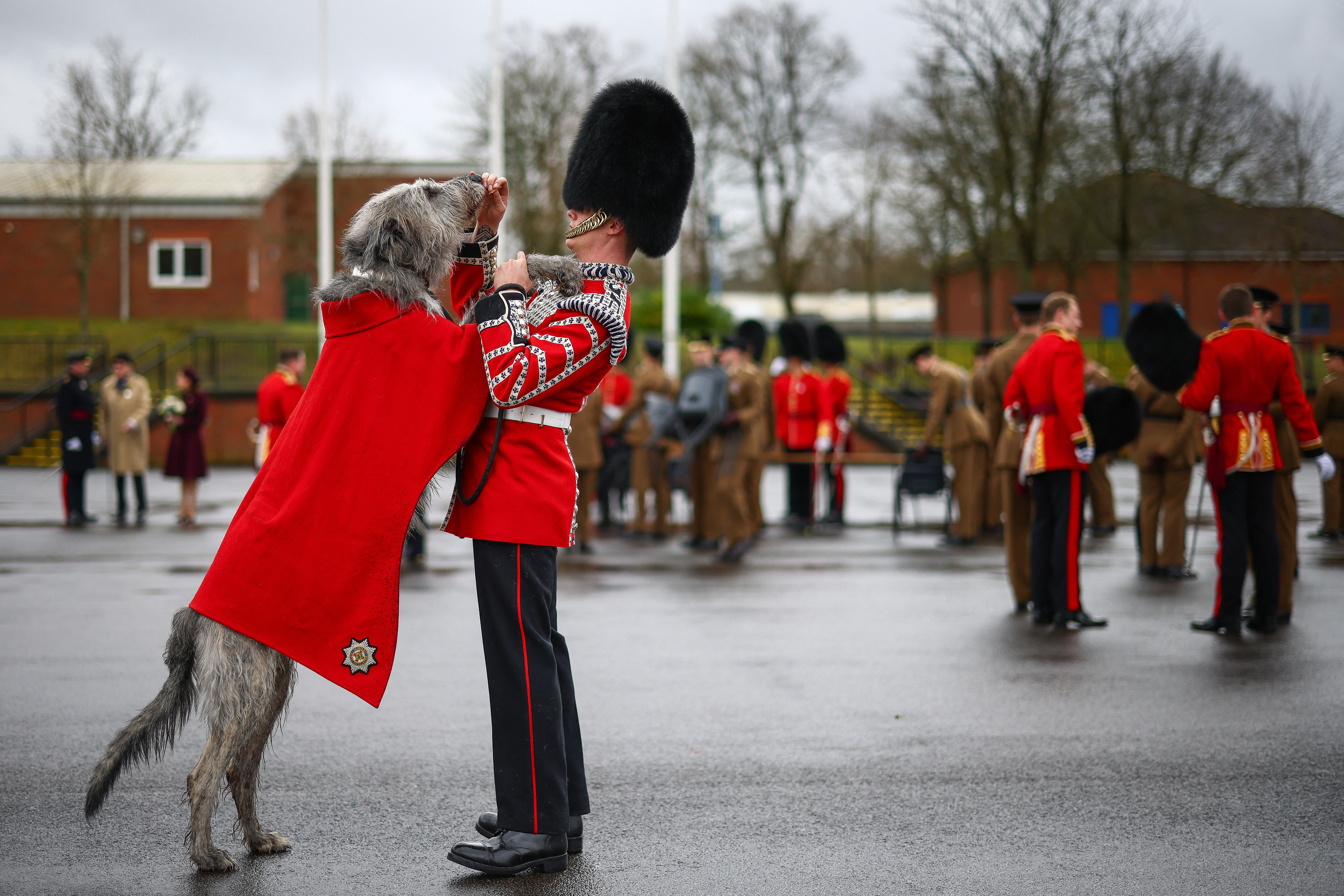 An Irish Wolfhound wearing a red ceremonial coat stands on its hind legs, placing its front paws affectionately on a Guardsman dressed in full regimental uniform, including a bearskin hat. The pair are surrounded by other soldiers in dress and service uniforms, gathered on a parade ground under overcast skies. The moment captures a playful bond amid the formal setting.