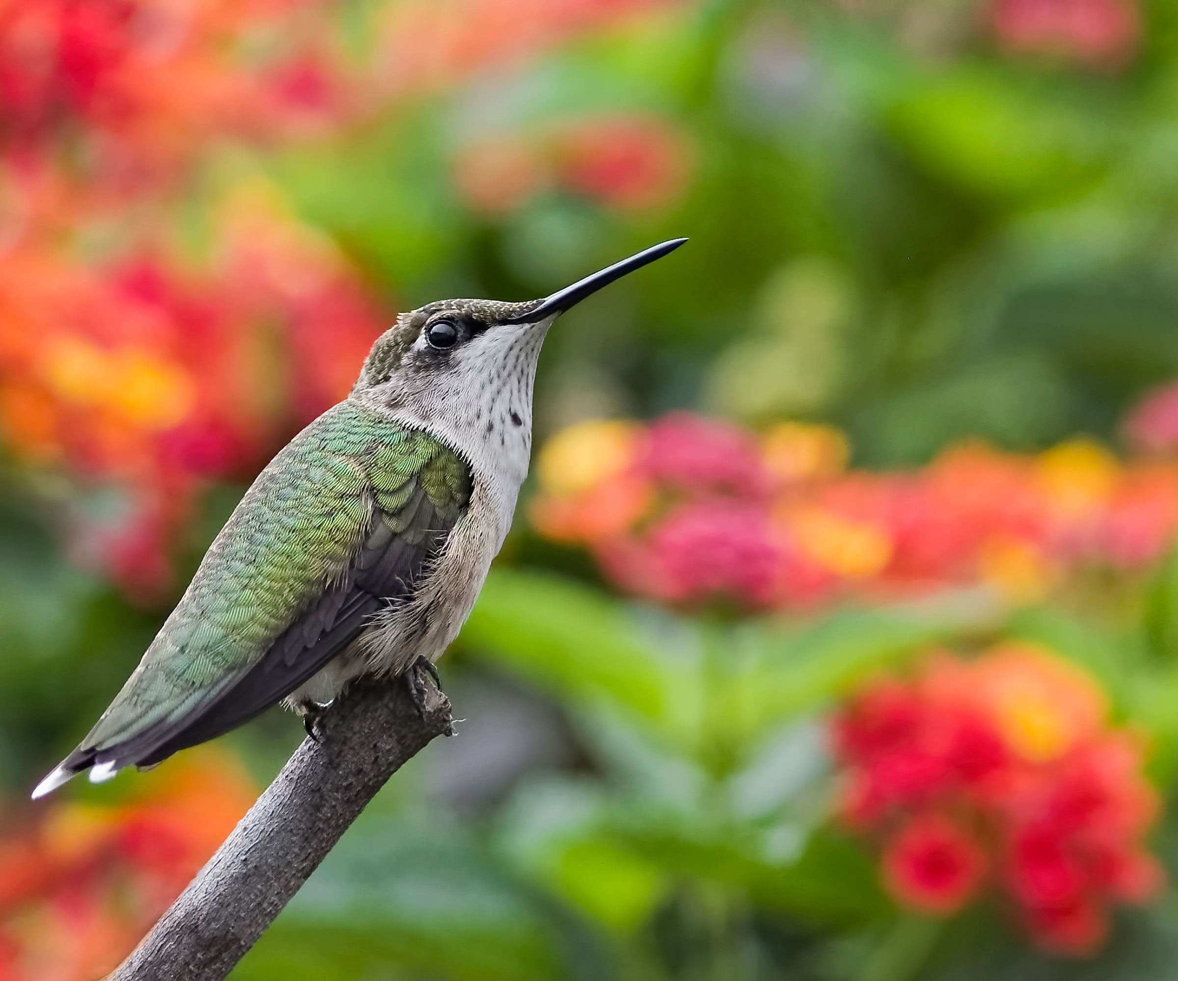 hummingbird sat on branch near red flowers