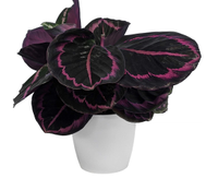 Calathea Surprise Star Indoor Plant, Amazon