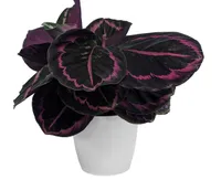 Calathea Surprise Star Indoor Plant, Amazon