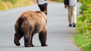 Bear behind two hikers on trail