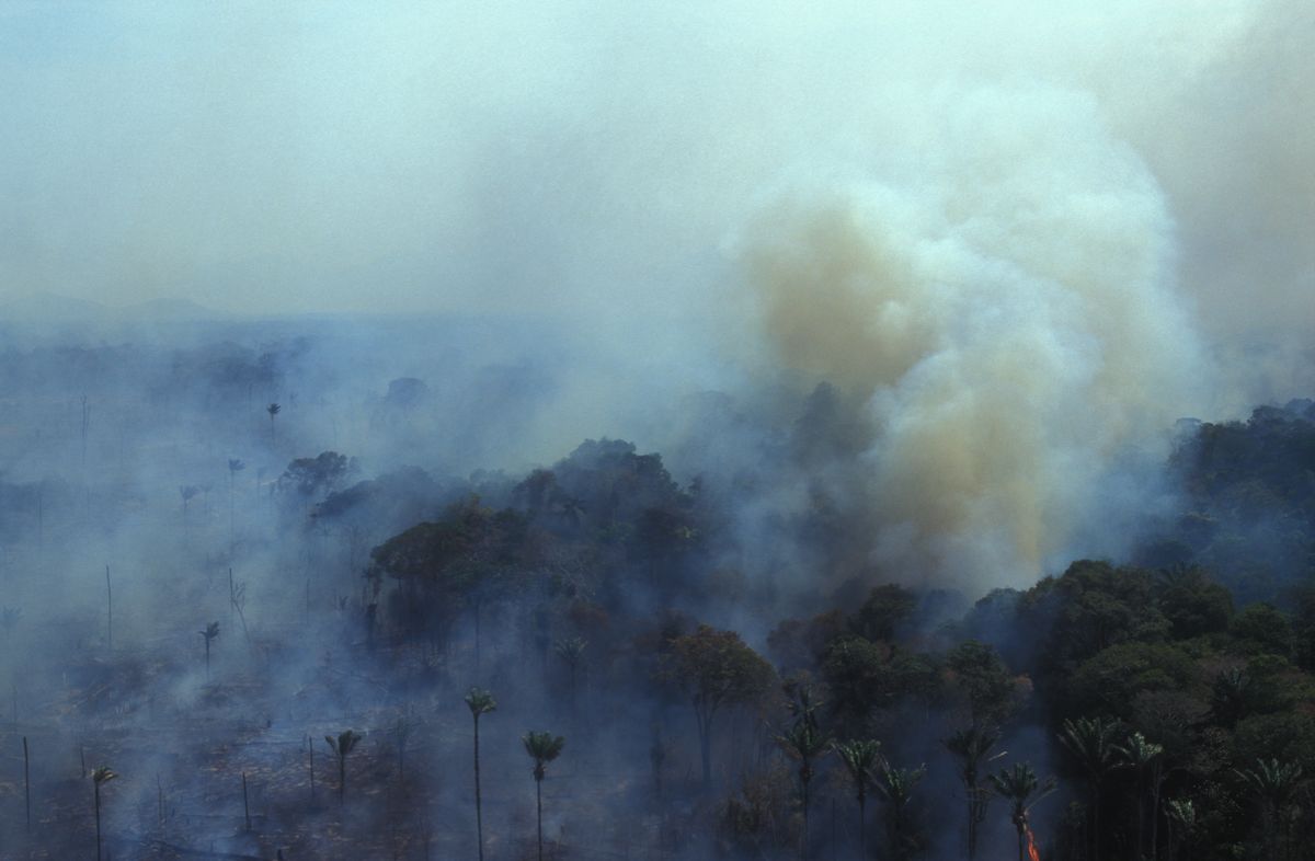 wildfires burn the amazon rainforest