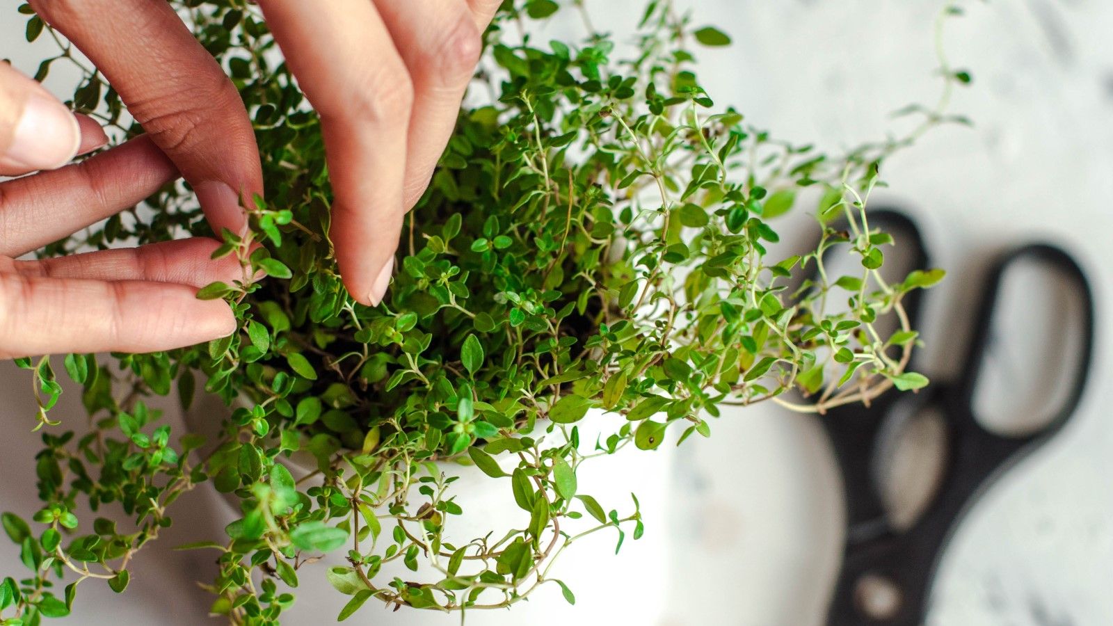 How to grow thyme indoors top tips for healthy herbs Homes & Gardens