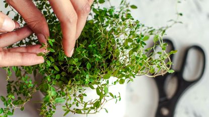 Thyme being grown indoors