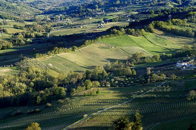 Masciarelli Tenute, Casacanditella