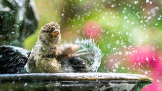Splashing Sparrow at Birdbath