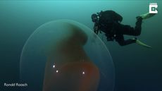 Divers encountered the giant, gelatinous blob off the coast of Norway. 