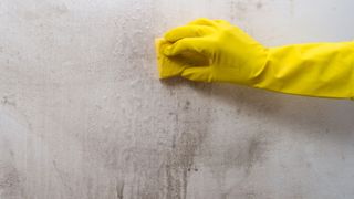 cleaning mould off walls