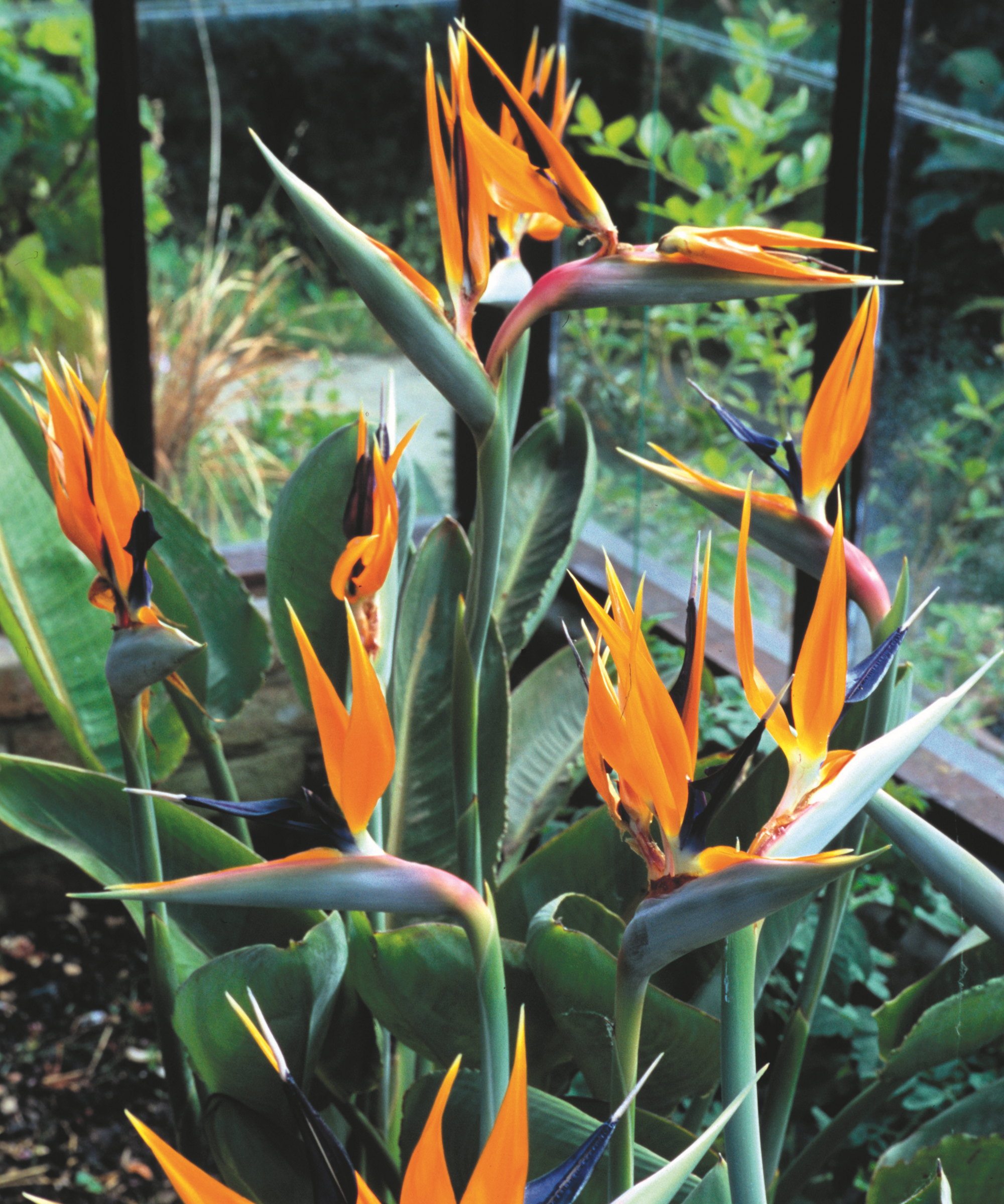 Bird of paradise plants blooming inside a greenhouse