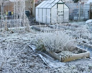 how to protect plants from snow winter garden scene