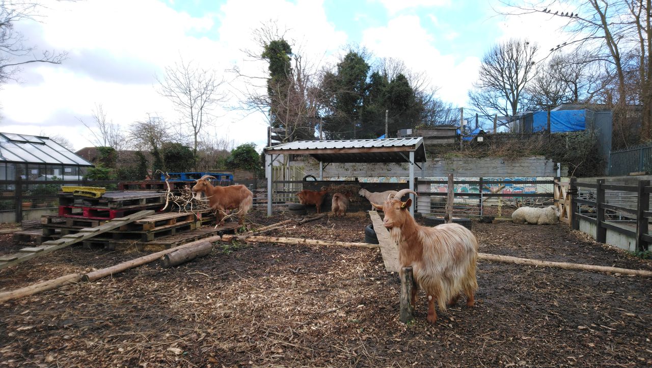 Another, less serious example of the XA2&rsquo;s metering issue. By selecting the goat on-screen, we get a great shot of the creature, but the sky is severely overexposed.