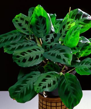 Prayer plant