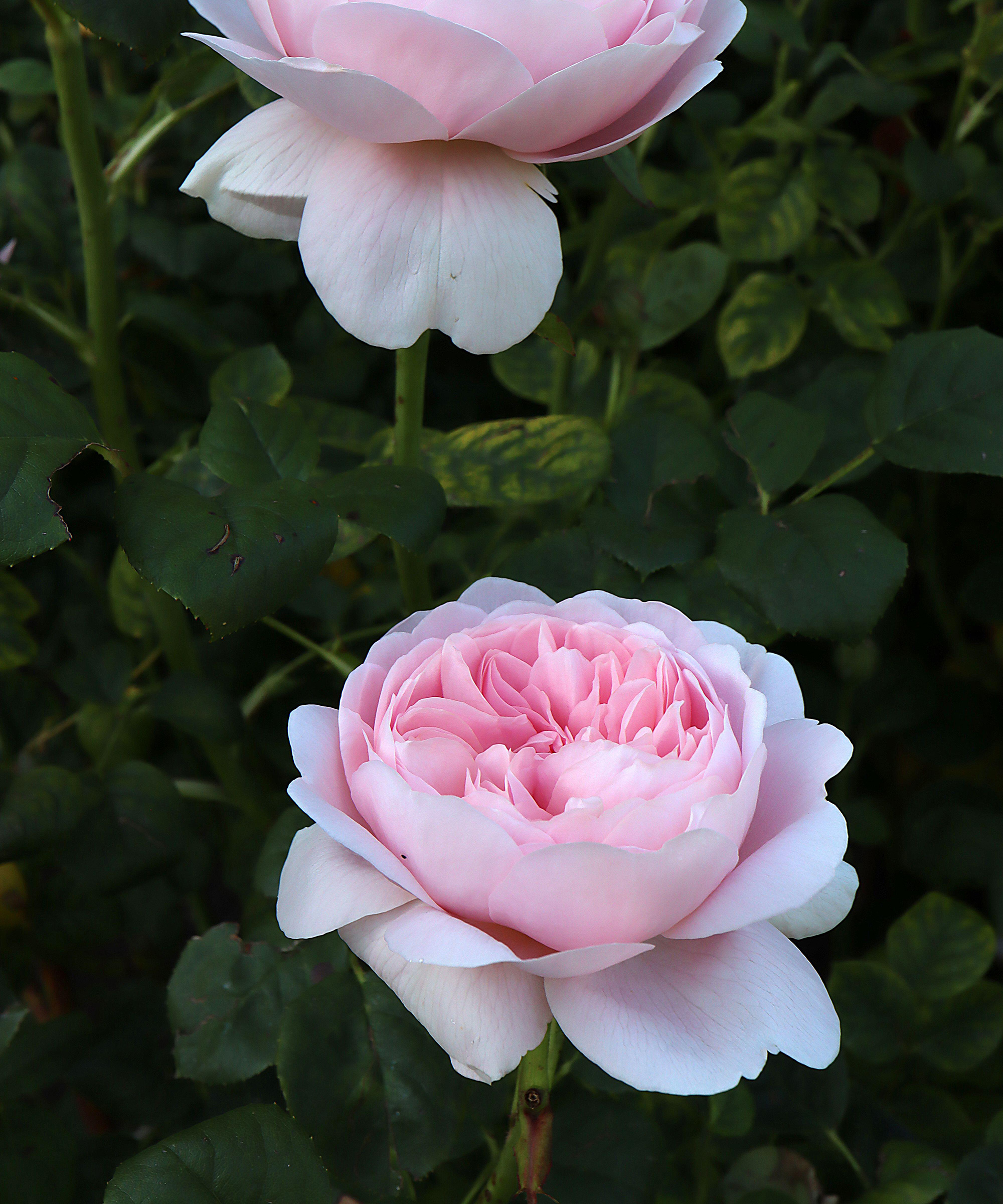 Rosa ‘Queen of Sweden’ (English Rose) rose Queen of Sweden – upward-facing double white and light pink flowers