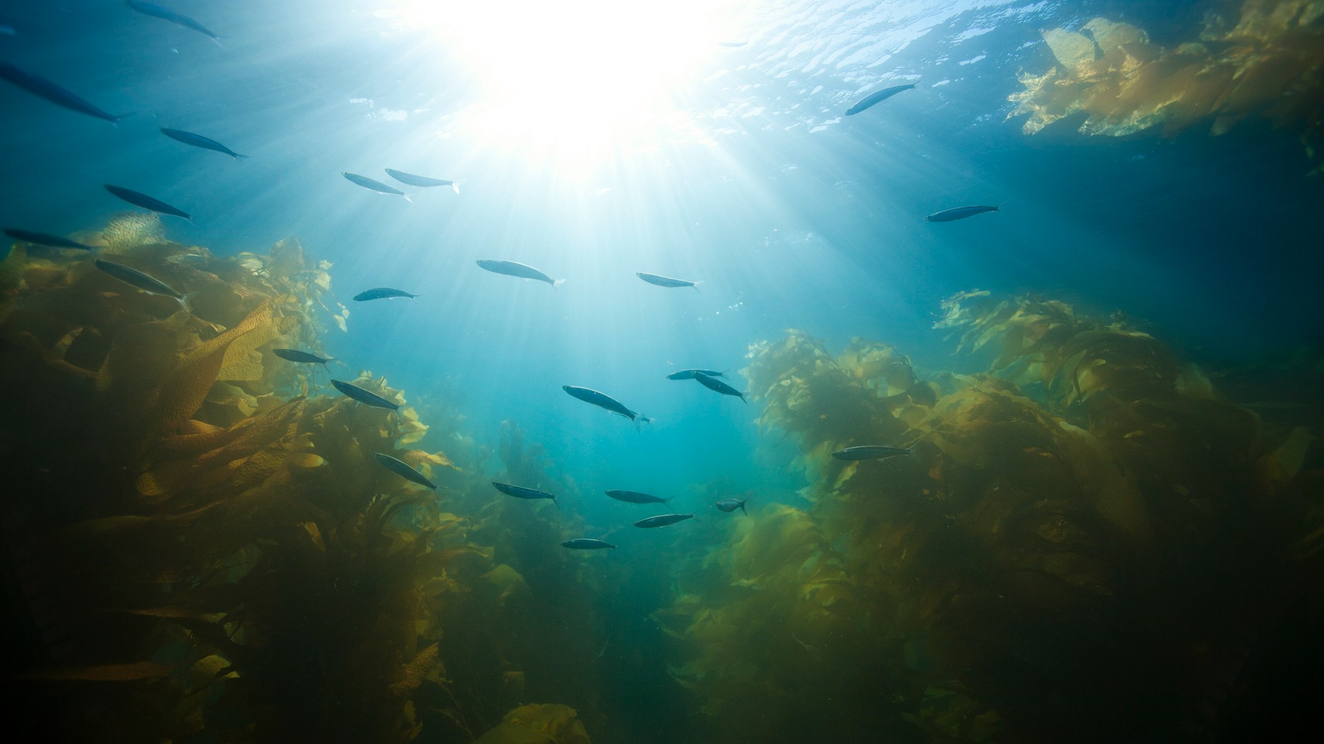 A small school of fish swims in the shallow waters of Catalina Island's Giant kelp forests.