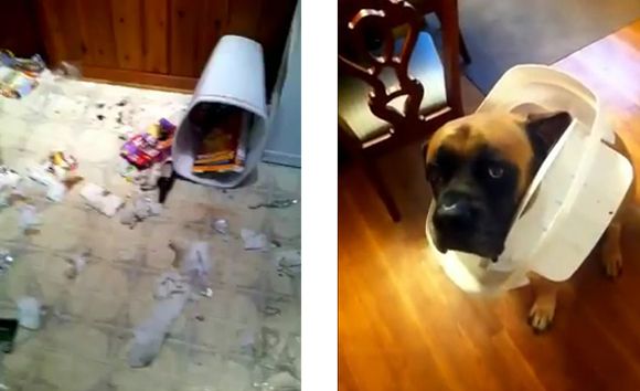 Tank the dog caught red-handed after digging through the trash. Credit: YouTube | puckeredpetebrewery