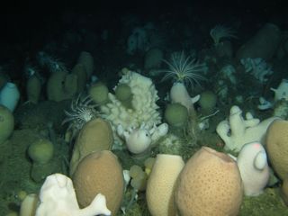 Glass sponges on Antarctic seafloor
