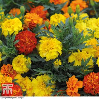 Marigold F1 'Zenith Mixed' red, orange and yellow flowers