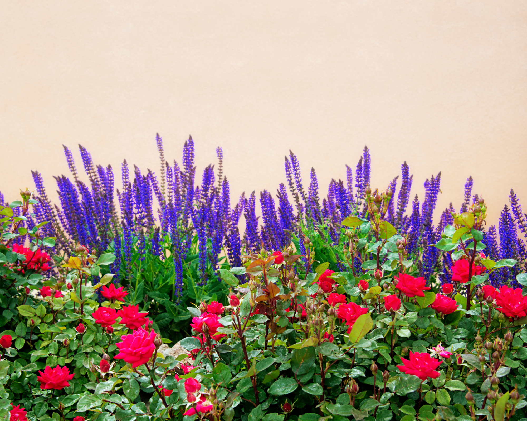 Roses and salvia growing together