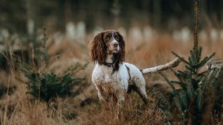 english springer spaniel