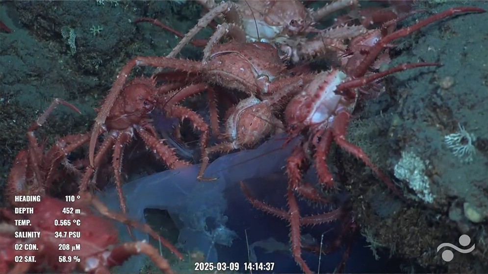 an image of crustaceans underwater