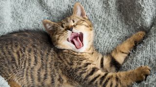 cat with mouth wide open showing teeth