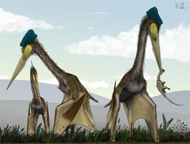 Pterodactyls Could Fly From Birth - intoBirds