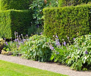 pair of clipped yew hedges with flowerbed planted with flowering plants, gravel path and lawn area