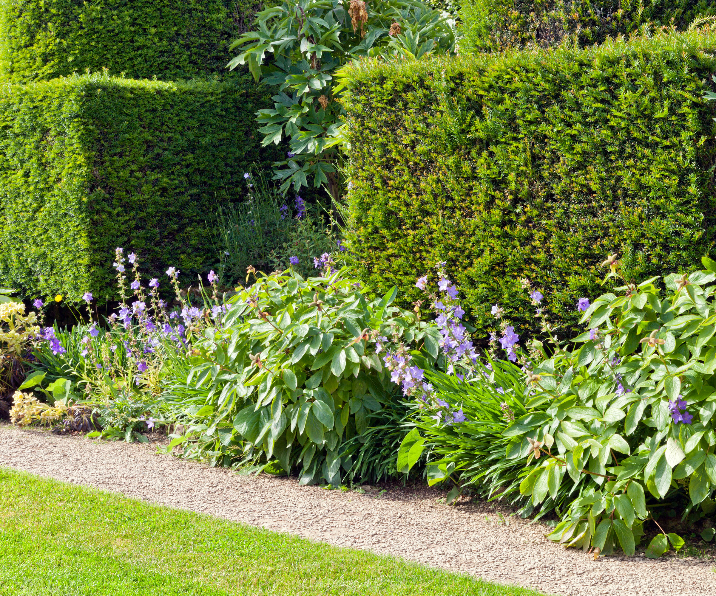 pair of clipped yew hedges with flowerbed planted with flowering plants, gravel path and lawn area
