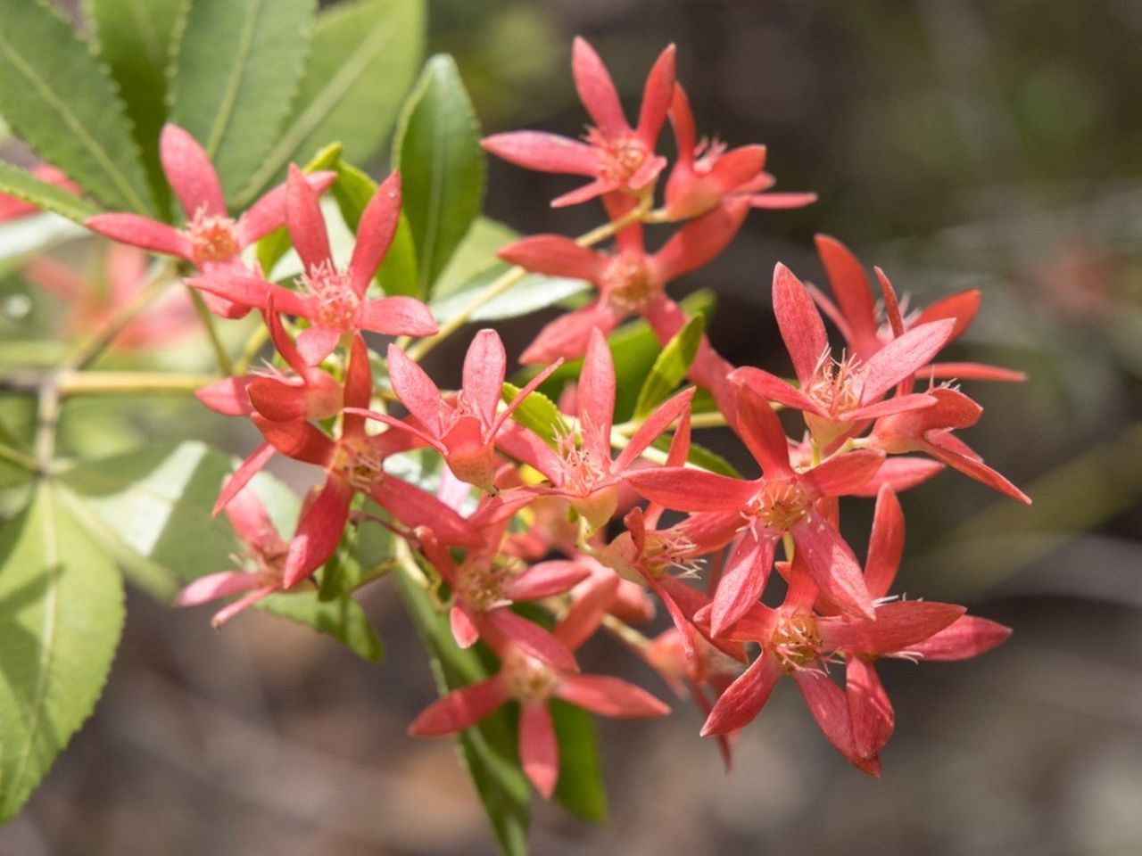 Red Flowering Christmas Bush