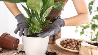 Peace lily plant being repotted