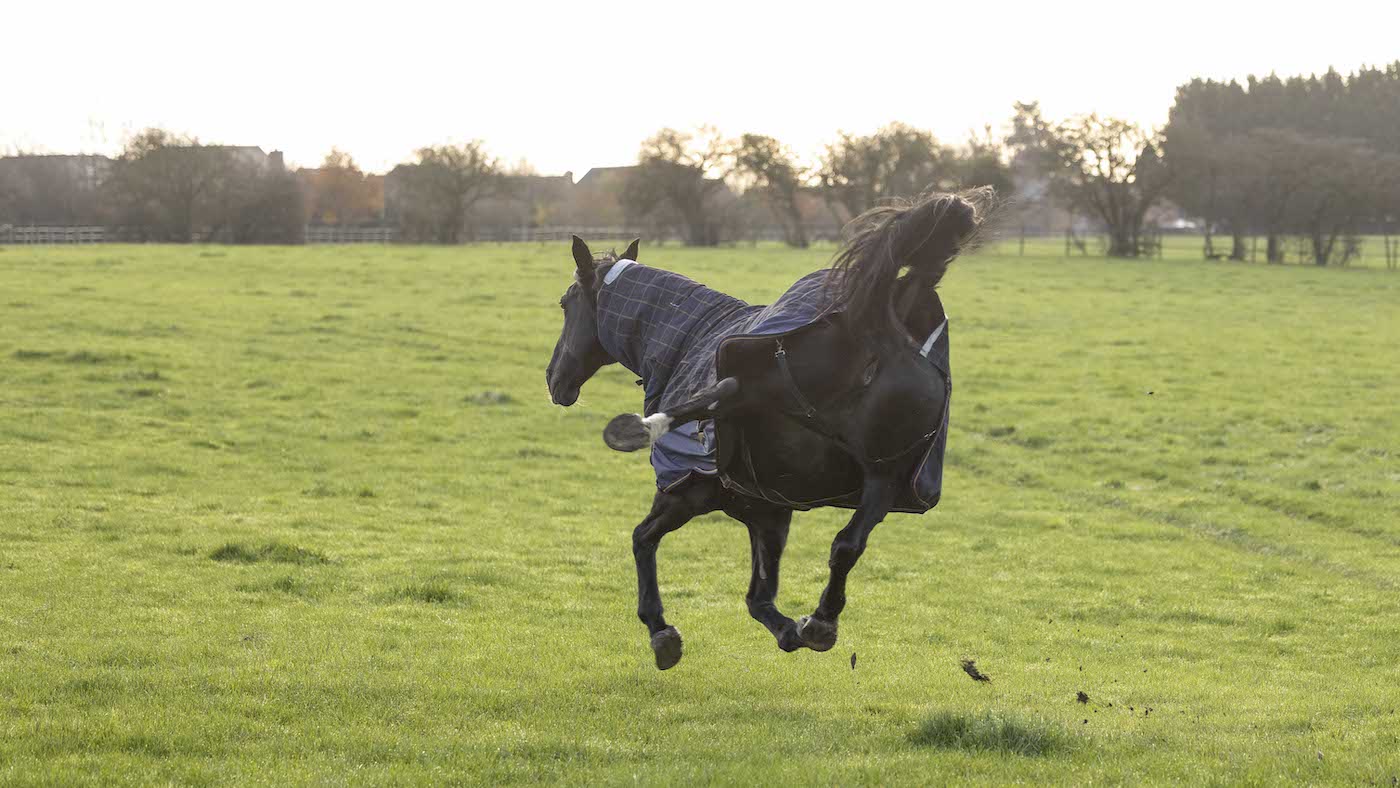 Household Mounted Regiment horses prepare for Christmas Leave