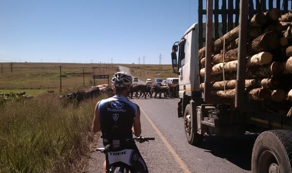 Cattle crossing- is this Africa or Montana?