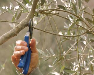 pruning olive tree