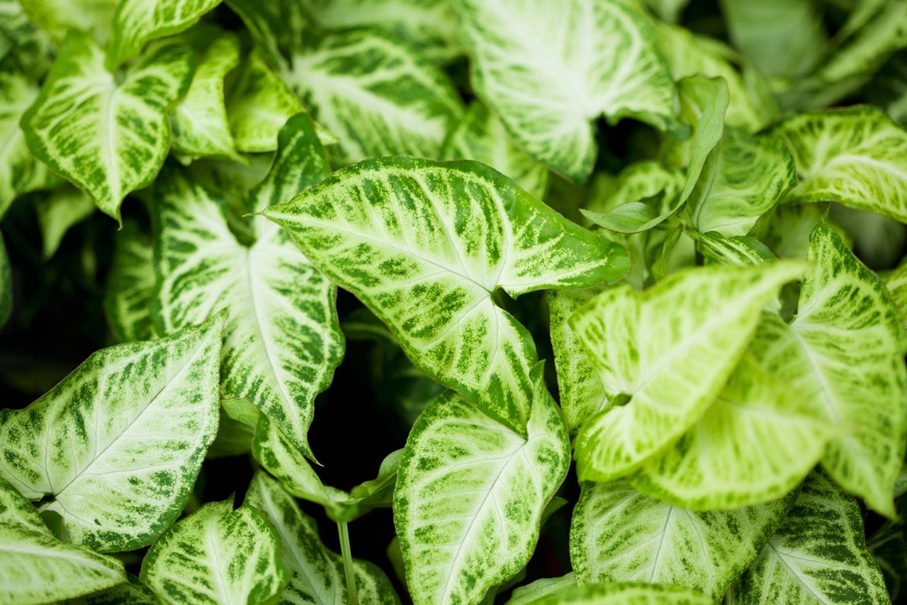 Arrowhead Plant With Green Leaves