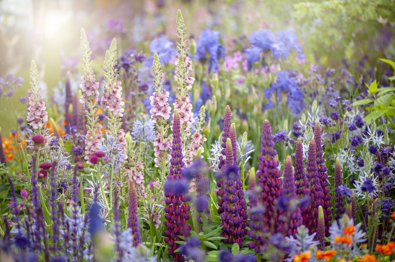 A garden with colorful flowers